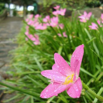 Zephyranthes rosea - Lis zéphir rose