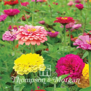 Zinnia Elegans Giant Double Mixed