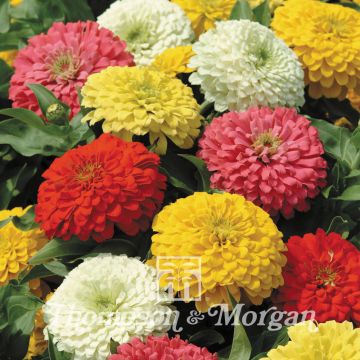 Zinnia Elegans Magellan Mixed F1 Hybrid