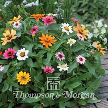 Graines de Zinnia elegans Molino Mixed 