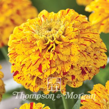 Graines de Zinnia elegans Pop Art Golden & Red 