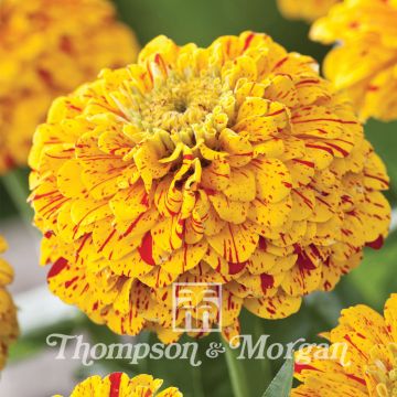 Graines de Zinnia elegans Pop Art Golden & Red 