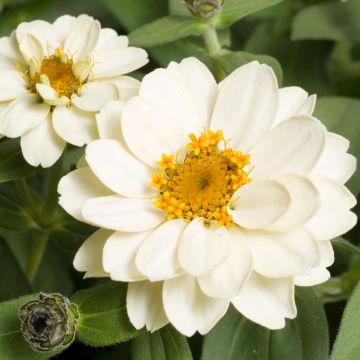 Zinnia Zahara Double White - Zinnia hybride double