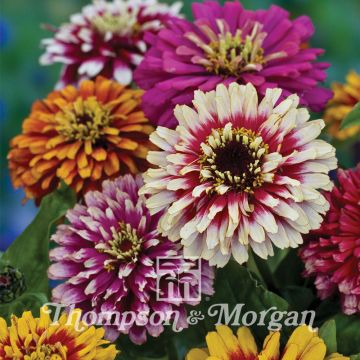 Graines de Zinnia elegans Whirlygig Mixed