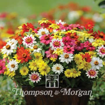 Graines de Zinnia du Maryland Zahara Mixed