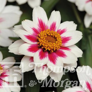 Graines de Zinnia du Maryland Zahara Starlight Rose