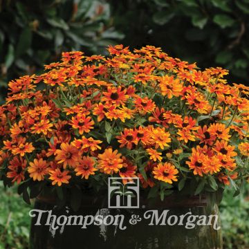 Graines de Zinnia du Maryland Zahara Sunburst