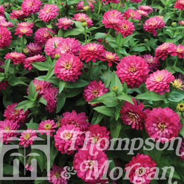 Graines de Zinnia du Maryland Double Zahara Strawberry