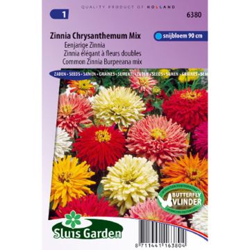Zinnia à fleur de Chrysanthème - Zinnia elegans Chrysanthemum Mix