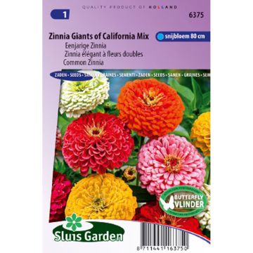 Graines de Zinnia Géant de Californie en mélange