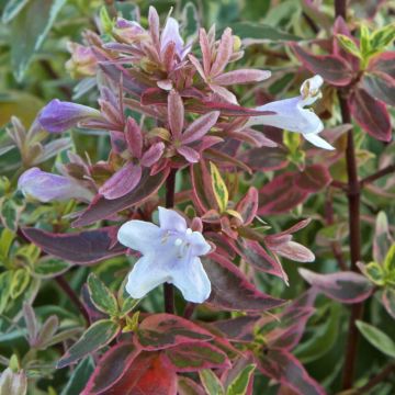 Abelia grandiflora Sparkling Silver