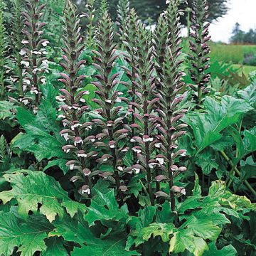 Acanthus mollis, Acanthe à feuilles molles
