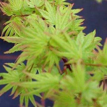 Erable du Japon nain - Acer palmatum Berry Broom