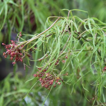 Érable du Japon Koto-No-Ito - Acer palmatum