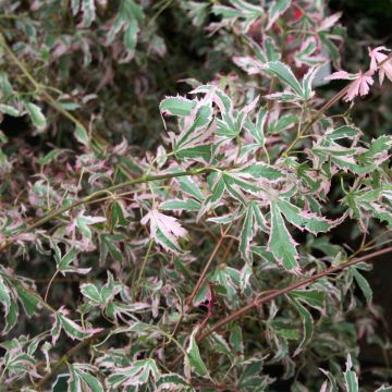Érable du Japon - Acer palmatum Marlo