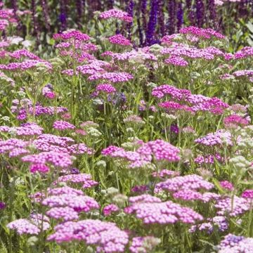 Achillée millefolium Lilac Beauty