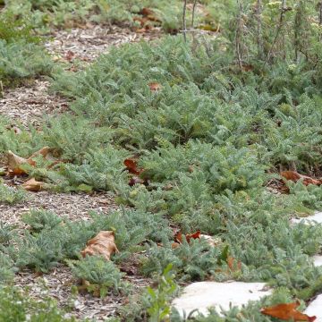 Achillée - Achillea crithmifolia