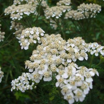 Achillée millefolium Heinrich Vogeler blanche