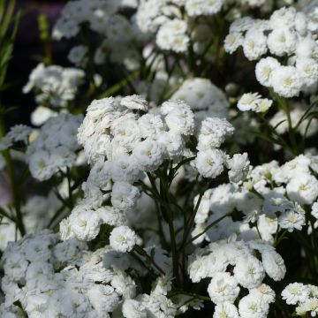 Achillée ptarmica Perry's White