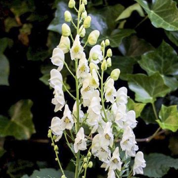 Aconit blanc - Aconitum napellus Album - Casque de Jupiter blanc