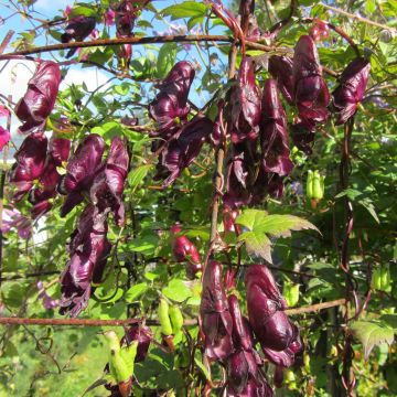 Aconitum hemsleyanum Red Wine - Aconit grimpant