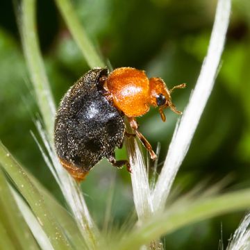 Nématodes mouches des terreaux en micro-capsules par 200