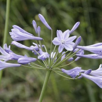 Agapanthe ou Agapanthus Docteur Brouwer