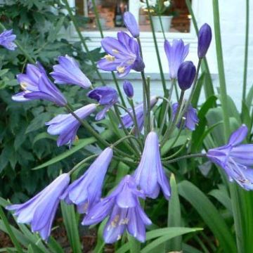 Agapanthe Purple Cloud