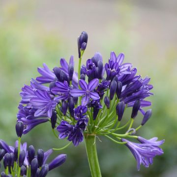 Agapanthe Royal Velvet