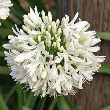 Agapanthe africanus (umbellatus) Albus