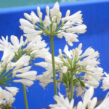 Agapanthe Windsor Grey