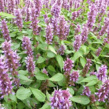 Agastache hybride Beelicious Purple