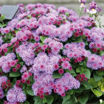 Ageratum Cushion Violet - Agérate du Mexique