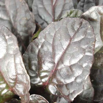 Bugle rampante - Ajuga reptans Atropurpurea 
