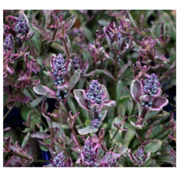 Bugle rampante - Ajuga tenorii Dixie Chip  