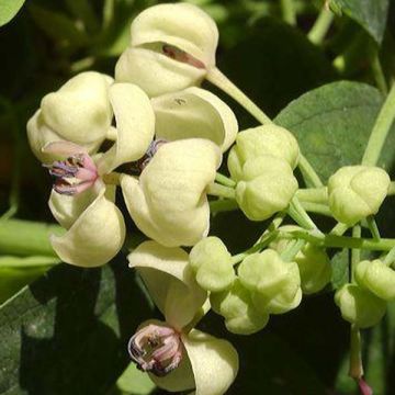 Akebia quinata Cream Form