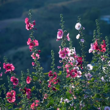 Alcea rosea Simplex - Rose Trémière en mélange