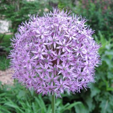 Ail d'ornement - Allium Gladiator