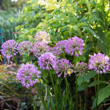 Ail d'ornement - Allium Millenium