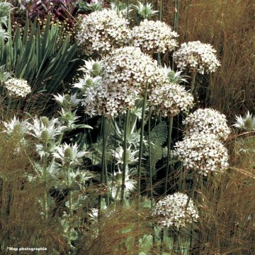 Ail d'ornement - Allium nigrum ou multibulbosum
