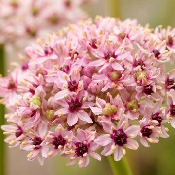 Ail d'ornement - Allium Red Eye