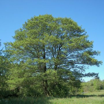 Aulne glutineux - Alnus glutinosa