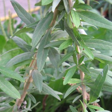 Verveine d'Argentine - Aloysia polystachya