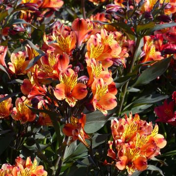 Alstroemeria Indian Summer - Lis des Incas 