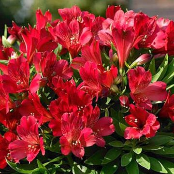 Alstroemeria Inticancha Red ou Valentino - Lis des Incas