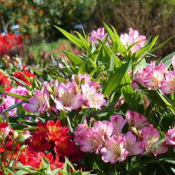 Alstroemeria Summer Break - Lys des Incas