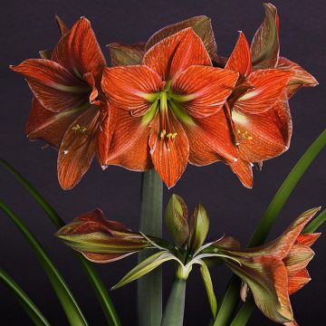 Amaryllis Terra Cotta - Hippeastrum terre cuite orangé