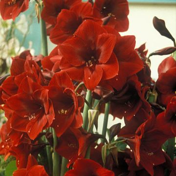 Amaryllis Benfica