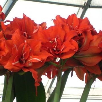 Amaryllis double Celica