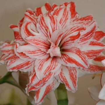 Amaryllis double Dancing Queen
